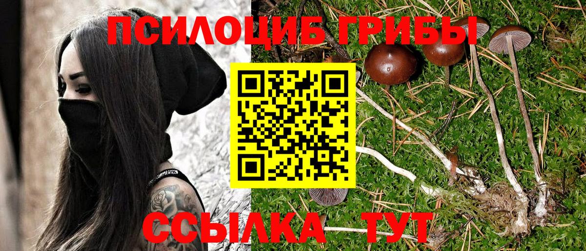 где найти наркотики  Галлюциногенные грибы Cubensis  Псилоцибиновые грибы MAGIC MUSHROOMS  Вход с VPN  Кудрово 